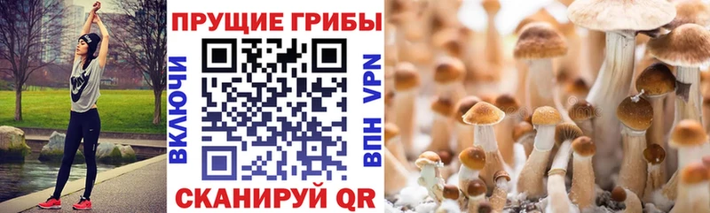 Псилоцибиновые грибы ЛСД мега как войти Знаменск